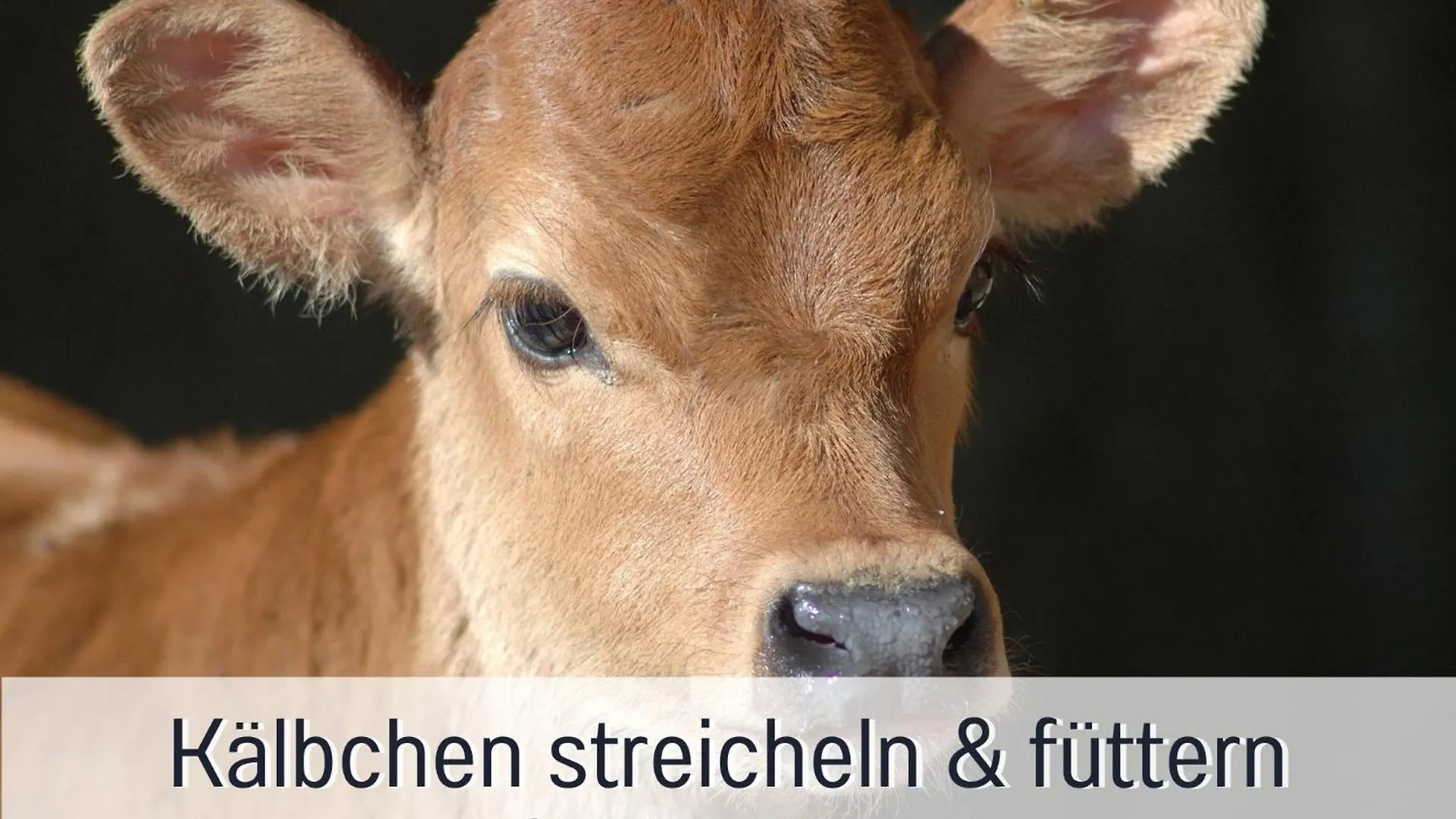 Ferienhof Eger - Entspannter Urlaub Mit Baby & Kleinkind - Wahlweise Top Modern Oder Guenstige Fewos - Ruhig Am Ende Der Strasse - Kaelbchen Fuettern - Traktor Fahren - Freie Fahrt Mit Den Hoernerbahnen In Sommersaison - E-Ladestation - E-Bike Verlei Immenstadt im Allgäu